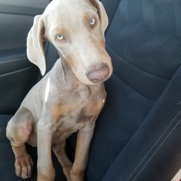 MEET YOUR SELLER/BUYER!! - Picture 6 of 7